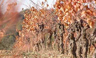 vines in les Mourrels