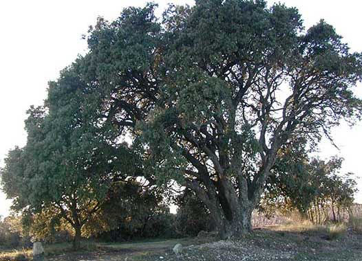 Aigne - Le chêne de Saint Abdon