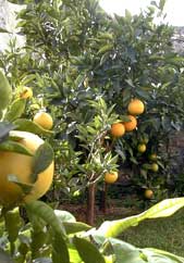 Nos agrumes - pamplemousse et oranges en décembre